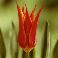 picture of tulip variety Alladin