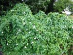 Bindweed picture