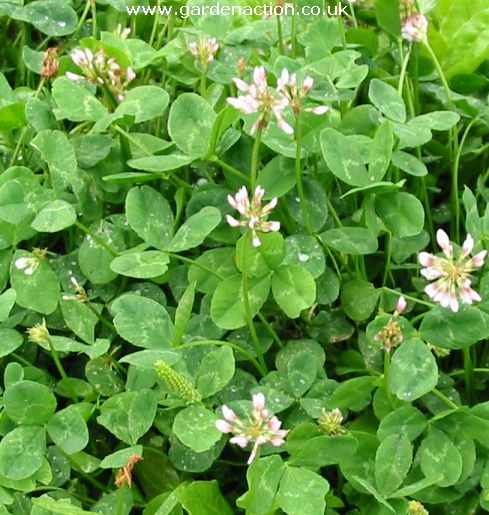 Garden Weeds