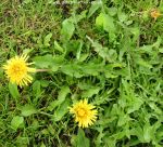 Picture of dandelion weed