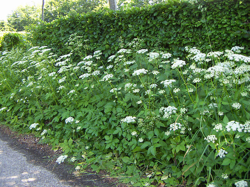 white weed flower