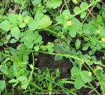 Lesser Trefoil picture