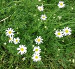 Picture of Mayweed