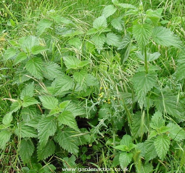 Stinging+plants+uk