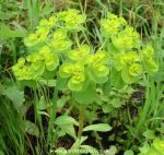 Picture of Sun Spurge