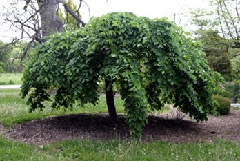 The weeping elm