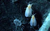 Whitefly - coutesy of United States Department of Agriculture, WHITEFLY KNOWLEDGEBASE