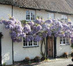 Wisteria pruning picture, click to enlarge.