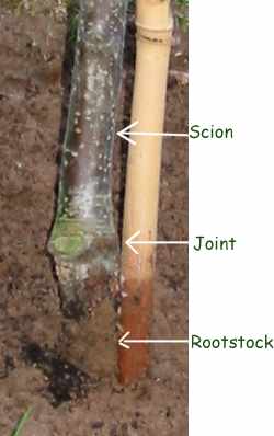 picture of apple tree main stem