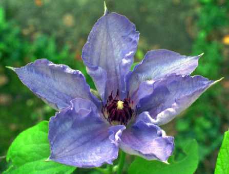 Picture of Clematis 'William Kennett