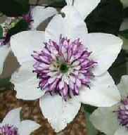 picture of clematis florida seiboldii