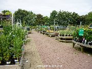 Outdooplants area at Dobbies, Ayr