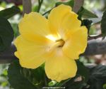 Yellow hibiscus