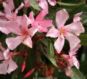 nerium oleander