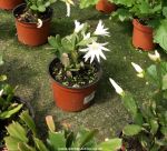 Schlumbergera