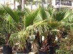 Washingtonia robusta tree picture