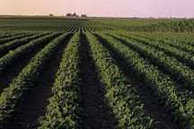 Picture of growing potatoes, how to grow potato