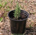 A rosemary cutting in a pot