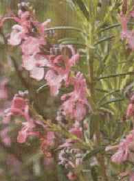 picture of rosemary, herb