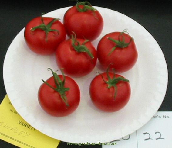 Tomato Shirley picture