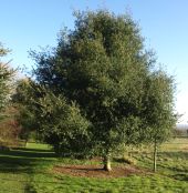 Picture of the tree Coast Live Oak (quercus agrifolia oxydenia)