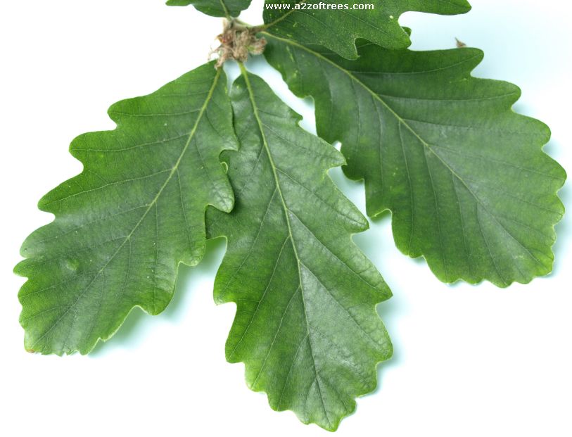 Oak Species Oak Leaf Identification Chart