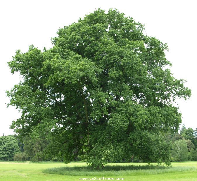 Pictures and description of the Pendunculate Oak (quercus robur)